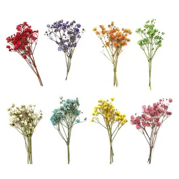 Букеты гипсофилы Красочные пресс-цветы Реалистичный Домашний декор Очаровательный Красочный Высушенный цветок гипсофилы